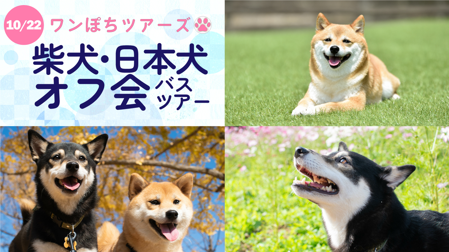 ワンぽちツアーズ犬種限定オフ会 日本犬 巻き尾犬の集い 東京湾フェリーで行く房総マザー牧場 コキアの紅葉 コース ｋｍモビリティサービスからのお知らせ